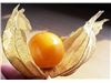 فروش جدید ترین میوه ی دنیا : فیسالیس