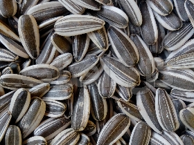 تخمه آفتابگردان خام دورسفید، کاشت امسال کشاورزان اصفهان