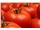 Export of tomato paste to Russia