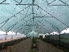 سازه گلخانه تونلی گاتیک (تک واحدی) طرح اروپایی