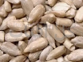 مغز تخمه آفتابگردان تازه خوی، ویژه مصرف روزانه و قنادی و نانوایی
