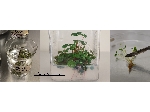 عرضه محیط کشت گیاهی wpm موراشی MS، B5  از سیگمای آمریکا