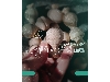 دستگیره چوبی قارچی (خراطی سی ان سی)