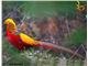 فروش قرقاول بلژیکی  ( red golden pheasant  )