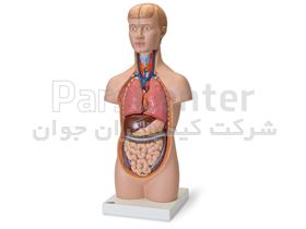 مولاژ نیم تنه 12 قسمتی (مولاژ بدن 12 قسمتی)