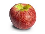 نهال میوه سیب گراون اشتاین آلمان
