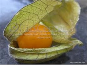 فیسالیس،عروسک پشت پرده،گیلاس زمینی،Physalis alkekengi