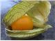 فیسالیس،عروسک پشت پرده،گیلاس زمینی،Physalis alkekengi