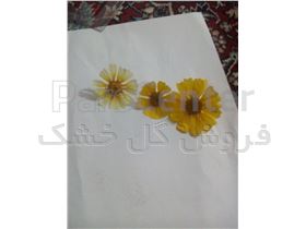 گل خشک بابونه شیرازی