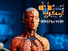 مولاژ نیم تنه با نمایش عضله 1/2