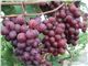 درخت انگور رد گلوب  1402 Red Globe Grape