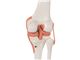 مولاژ زانو (مولاژ مفصل زانو)  A82