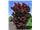 درخت افرا ژاپنی،افرا نقره ای،افرا ابلق،افرا سلطنتی،افرا برگ چناری درسال 1402