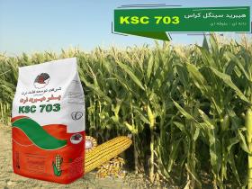 بذر ذرت هیبرید سینگل کراس KSC 703 تولید کشور ایران صادراتی