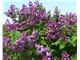 درخت -یاس خوشه ای# سال 1402 COMMON LILAC