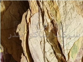 توتون صادراتی درجه ۳ ویرجینیای اصل گلستان مخصوصتولیدفراوردهای دخانی همچون عصاره گیری  وکنسانتره جهت کارخانجات صنایع شیمیایی