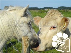 خوراک دام - Livestock Feed