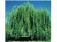 درخت بید مجنون-نهال بید مجنون- درسال 1402 Salix babylonica tree