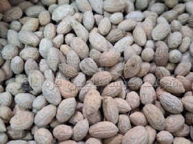 هسته ی زیتون تمیز و خشک شده برای خوراک دام بابهترین قیمت