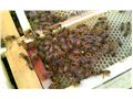 استفاده از مواد تخمیری در تغذیه زنبور عسل