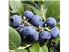 نهال بلوبری blueberry