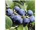 نهال بلوبری blueberry