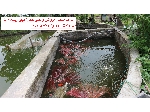 شرکت تکثیر و پرورش ماهی کوی کشور در مشهد و رشت