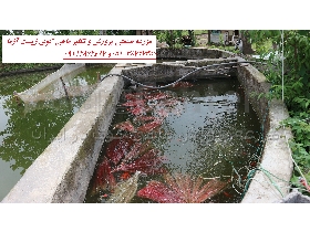 شرکت تکثیر و پرورش ماهی کوی کشور در مشهد و رشت