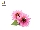 سرخار گل یا اکیناسه(Echinacea angustifolia)