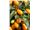 قیمت درخت کامکوات،درخت کامکوات،نهال کامکوات،سال 1402 Kumquat