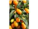 قیمت درخت کامکوات،درخت کامکوات،نهال کامکوات،سال 1402 Kumquat