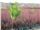 درختچه زرشک زینتی (بربریس)
