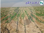 نوار تیپ آبیاری