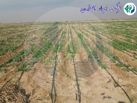 نوار تیپ آبیاری