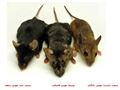 ۱۰ موضوع شگفت آور در مورد موش ها