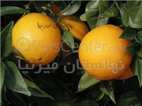 انواع نهال پرتقال