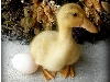 پرورش جوجه اردک ، از یک روزگی تا بیست روزگی
