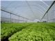 پلاستیک  گلخانه سه لایه 14متری با یووی 3درصد