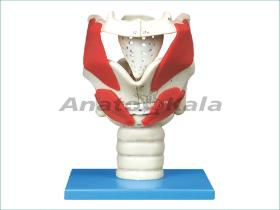 مولاژ حنجره کاربردی انسان