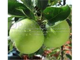 درخت گرین اسمیت،سیب سبز،نهال سیب سبز،درخت گرین اسمیت درسال 1402