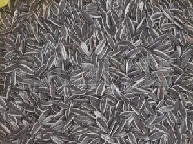 تخمه آفتابگردان خام چینی 170  پرطرفدار، خوش خوراک و مغذی