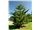 درخت کاج مطبق،آرائوکاریا آمریکایی، در سال 1402 Araucaria heterophylla Plant
