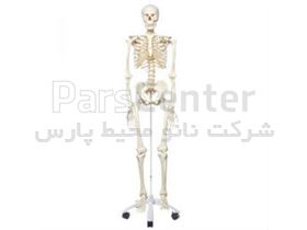 مدل استخوان بندی اسکلت بدن انسان (مرغوب)e&e در اندازه طبیعی