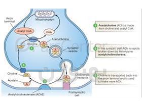 آنزیم استیل کولین استراز             Acetylcholinesterase