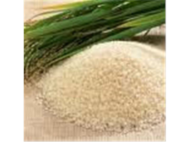 شرکت صدف سفید بندر فروش برنج هندی و پاکستانی