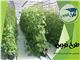 طرح توجیهی گلخانه هیدروپونیک خیار