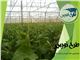 طرح توجیهی گلخانه هیدروپونیک خیار