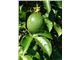 درخت پشن فروت، ،درخت پشن فروت،نهال پشن فروت،Passiflora edulis