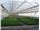 پوشش گلخانه ای سه لایه با عرض 14 متری با یووی 10 درصد