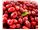 Cornelian Cherry Juice Concentrate, packed in 265 kg metal drums